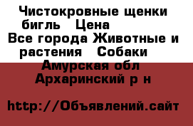 Чистокровные щенки бигль › Цена ­ 15 000 - Все города Животные и растения » Собаки   . Амурская обл.,Архаринский р-н